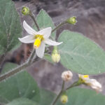 25/04/2026 Visite guidée du jardin des aromatiques