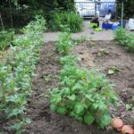 20/06/2026 - Visite Potager Houtweg