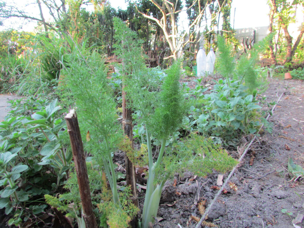 27/09/25 Visite guidée au jardin des aromatiques.