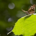 16/08/2026 - Visite spéciale - Papillons et petites bêtes du Moeraske