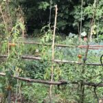27/05/2026 - Mercredi - Potager biologique du Houtweg