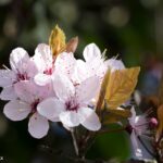 12/04/2026 - Visite Guidée Moeraske, fleurs de printemps.