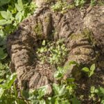 19/04/2026 Visite Guidée HtM , les dendro-micro-habitats