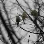 03/05/2026 Balade ornithologique à l'Hof ter Musschen