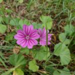 10/05/2026 - Visite Moeraske