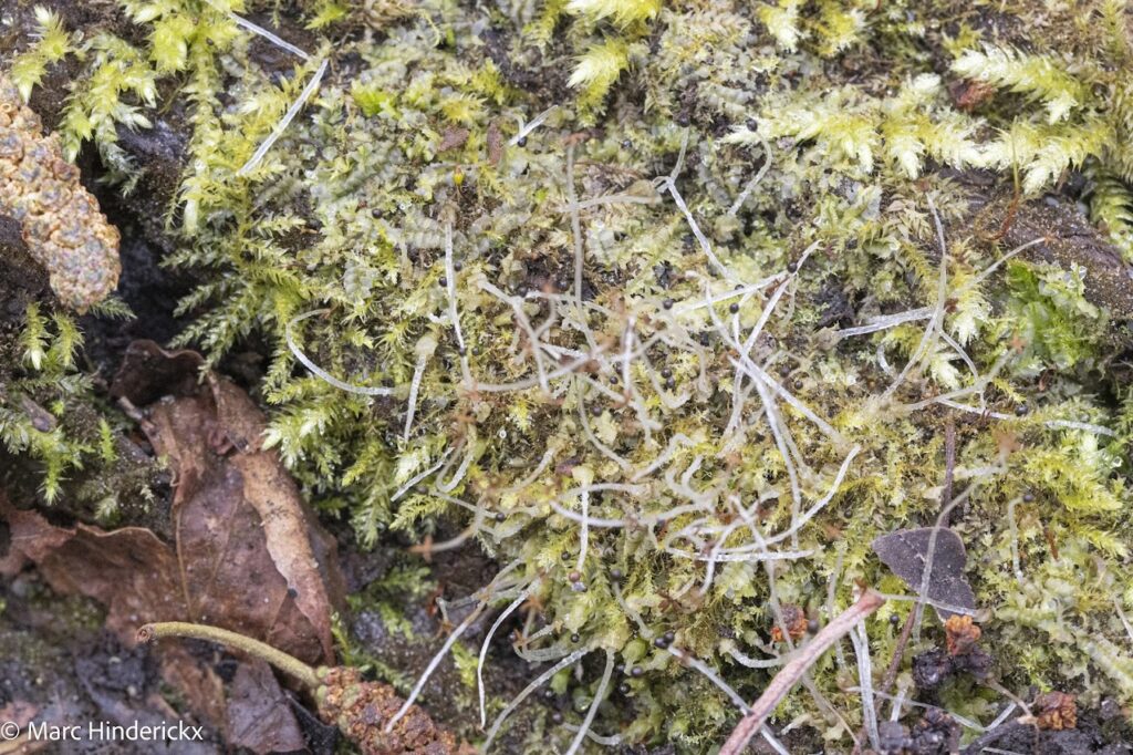 08/03/2026 Visite guidée au Moeraske "Bryophytes" avec André & Marc SOTIAUX