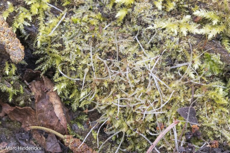 08/03/2026 Visite guidée au Moeraske "Bryophytes" avec André & Marc SOTIAUX