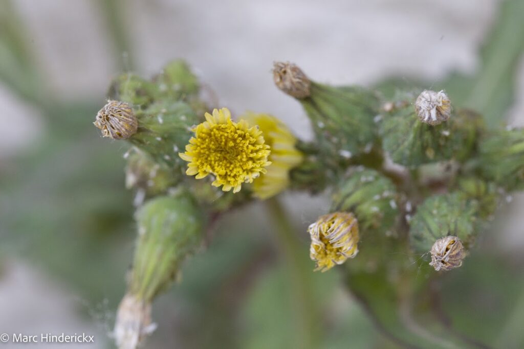 04/06/2026 - News - Botanique des rues d'Evere