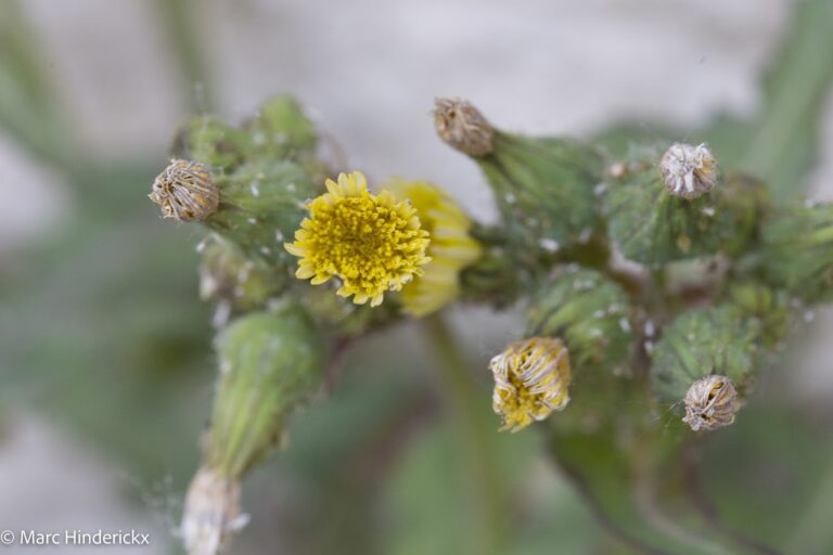 26/05/2026 - News - Botanique des rues d'Evere