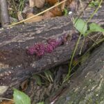 08/11/2026 - Visite Moeraske