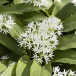 25/07/2026 Visite Jardin Aromatique (Moreels)