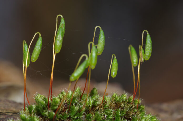16/03/2026 - News - Les Bryophytes (suite)