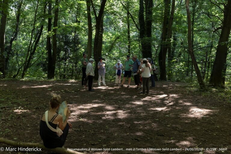 24/06/2026 - News - Baguenaudons à Woluwe-Saint-Lambert