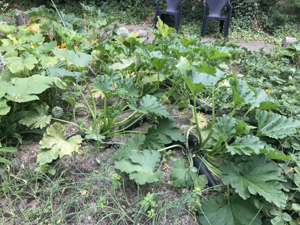 18/07/2026 - News - Jardin Houtweg