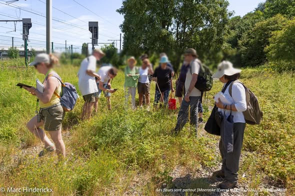 12/07/2026 - News - Visite guidée au Moeraske, prairies en fleurs, Astéracées et Apiacées