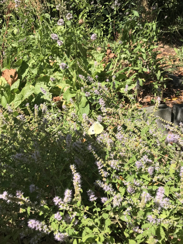25/07/2026 - News - Gestion jardin des aromatiques